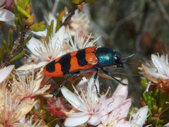 Castiarina crenata