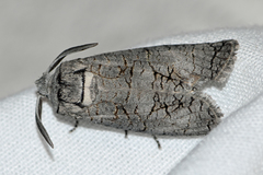 Culama australis