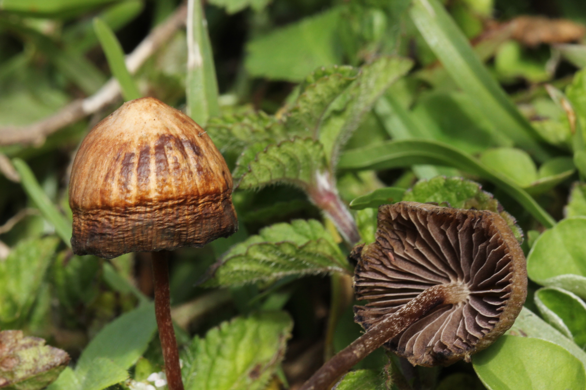 Psilocybe mexicana image