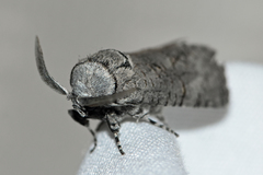 Culama australis