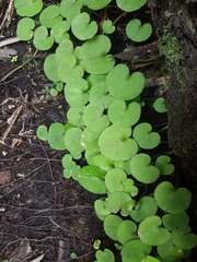Corybas macranthus