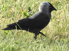 Corvus monedula