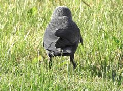 Corvus monedula