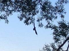 Spilornis cheela
