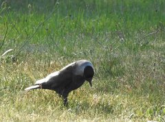 Corvus monedula