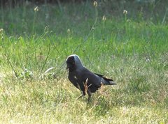 Corvus monedula
