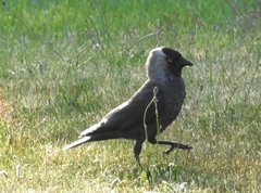 Corvus monedula