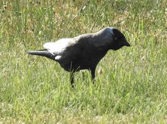 Corvus monedula