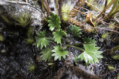 Oschatzia saxifraga