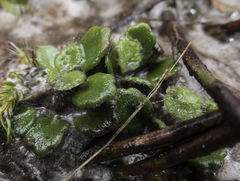 Actinotus bellidioides