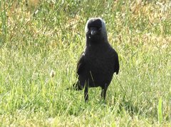Corvus monedula