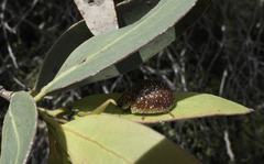 Paropsis tasmanica