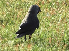 Corvus monedula