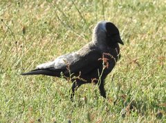 Corvus monedula