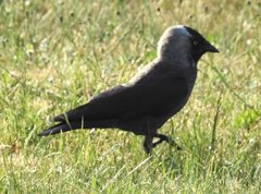 Corvus monedula