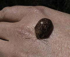 Paropsis tasmanica