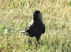 Corvus monedula