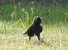 Corvus monedula