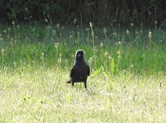 Corvus monedula