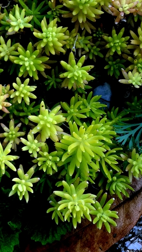 Sedum mexicanum