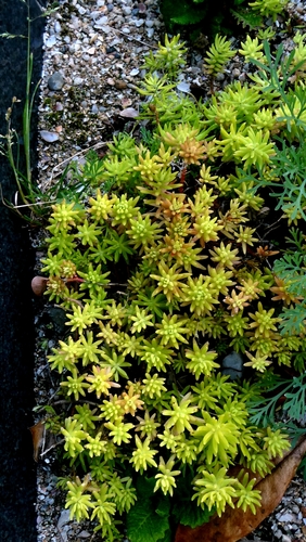 Sedum mexicanum