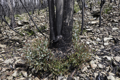 Eucalyptus nebulosa