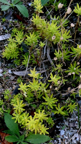 Sedum mexicanum