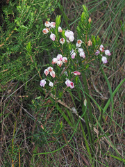 Erica holosericea
