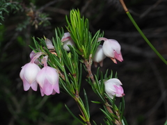 Erica holosericea