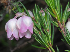 Erica holosericea