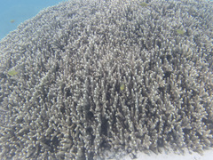 Porites cylindrica