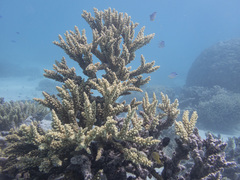 Acropora florida