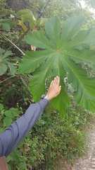 Cecropia polystachya