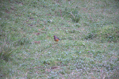 Turdus abyssinicus