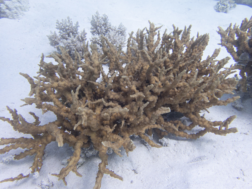 Echinopora horrida