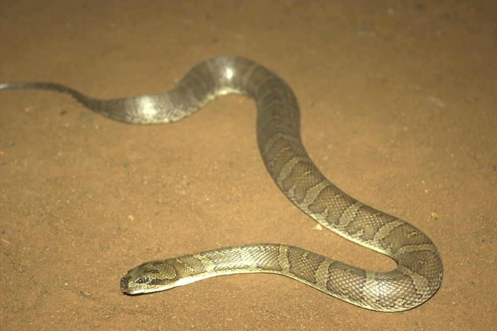 Linne's Water Snake