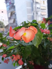 Begonia cucullata