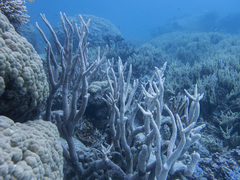 Acropora muricata