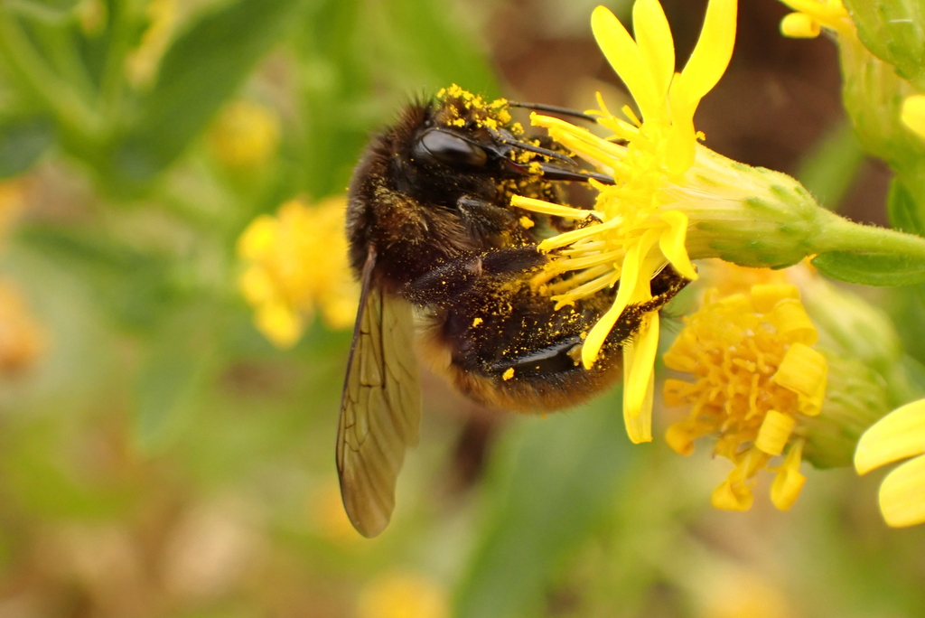 Moss Carder Bee