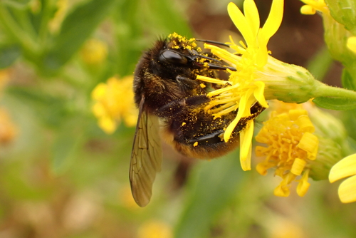 Moss Carder Bee