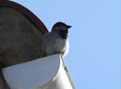 Passer domesticus