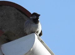 Passer domesticus