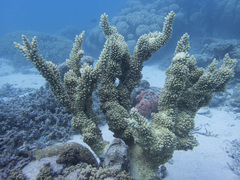 Acropora florida