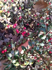 Cotoneaster × suecicus