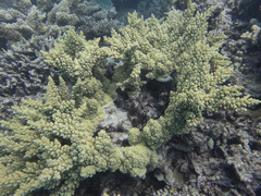 Acropora florida