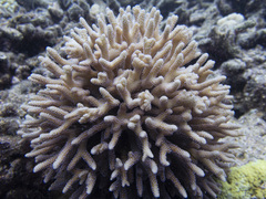 Seriatopora caliendrum
