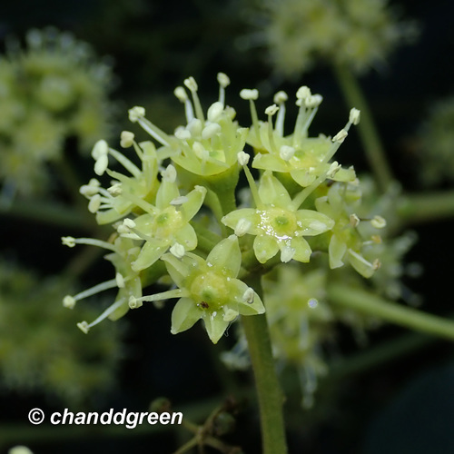 Heptapleurum heptaphyllum