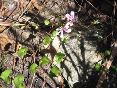 Pelargonium pseudosetulosum
