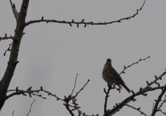 Turdus naumanni