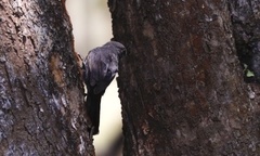 Melaenornis edolioides